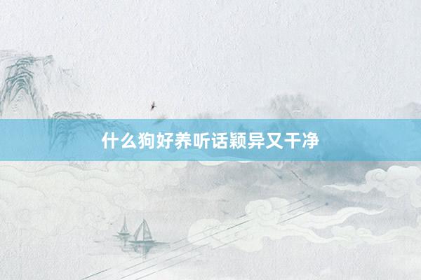 什么狗好养听话颖异又干净
